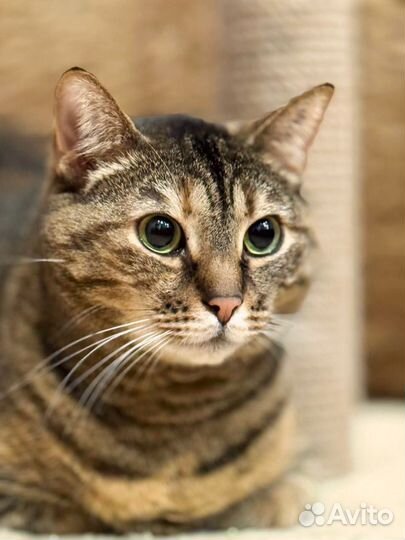 Четыре года кошку не замечают