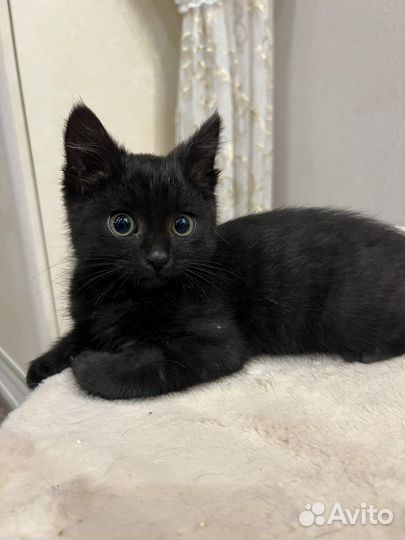 Котенок мальчик 2 мес, в хорошие руки