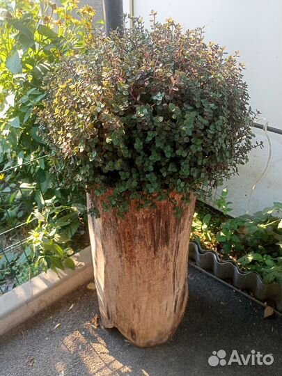 Комнатные растения цветы