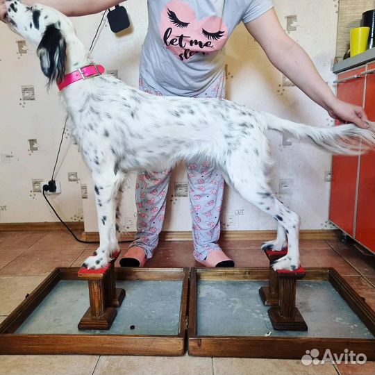 Тренажер для собак Happy Legs (Хэппи Лэгс)