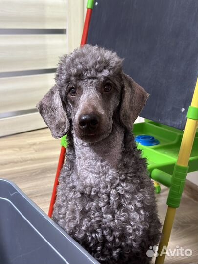 Передержка животных