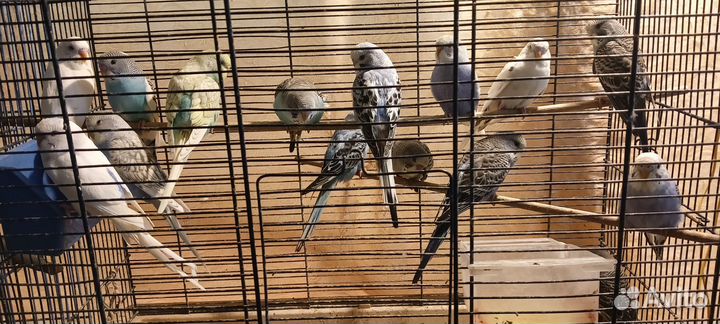 Птенцы волнистый попугай