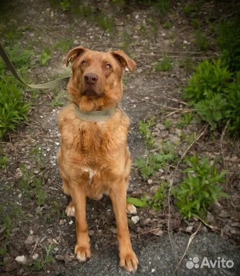 Шоколадный мальчик Шоки