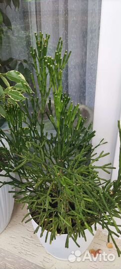 Растения фикус Бенджамина, хатиора, сансевиерия