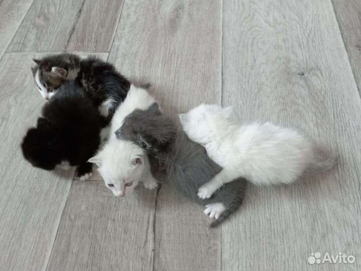 Котята бесплатно