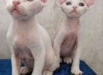 Девон-рекс. беленькие котятки