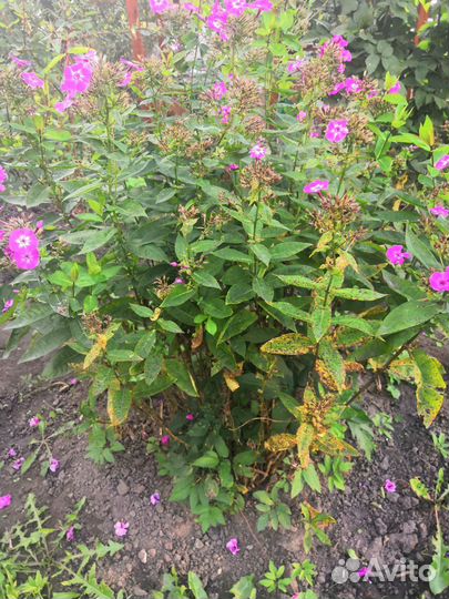 Флоксы многолетние