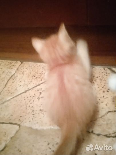 Котята девочки