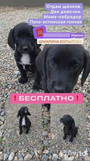 Бесплатно щенки от лабрадора И эстонской гончей