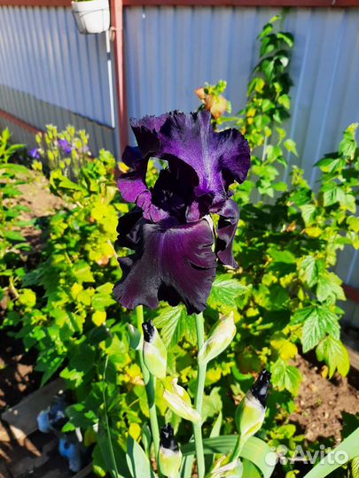Ирисы бородатые сортовые