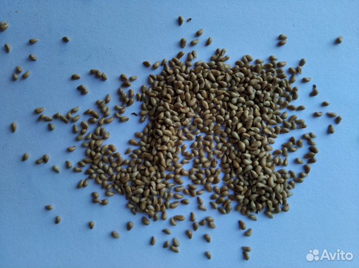 Семена Спиреи Калинолистной 1000+ шт