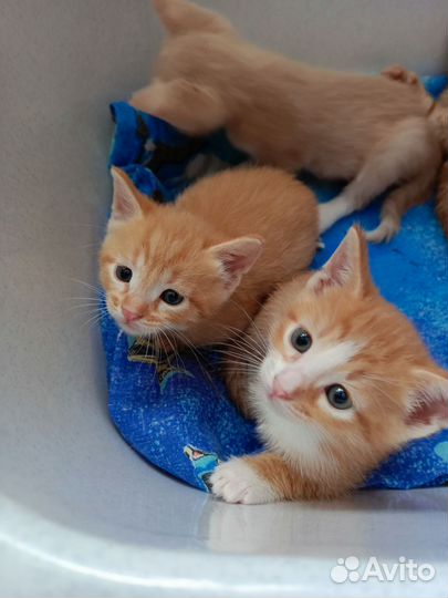 Котята в добрые руки