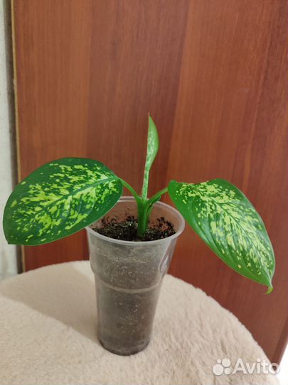 Диффенбахия