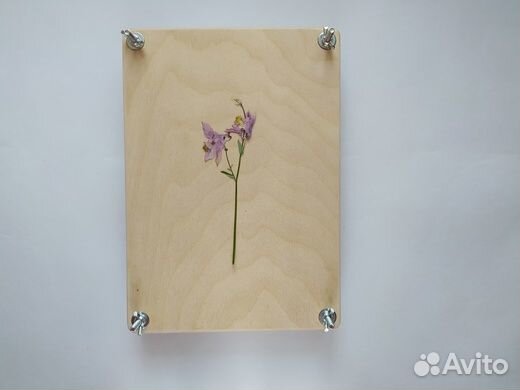 Большой пресс для гербария, 22*31см без покрытия