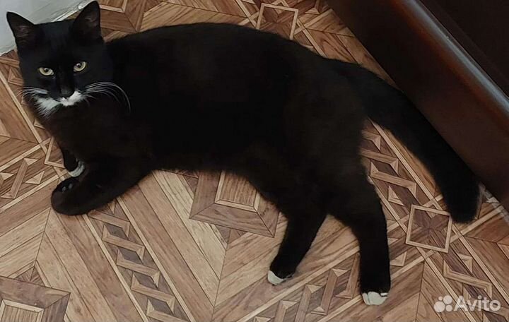 Кот в добрые руки