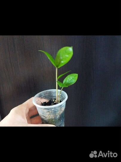 Замиокулькас обычный зеленый