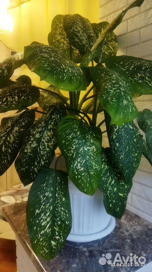 Диффенбахия