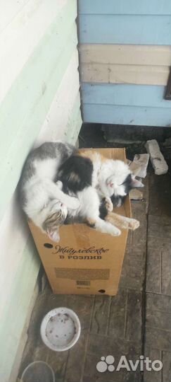 Котята в добрые руки