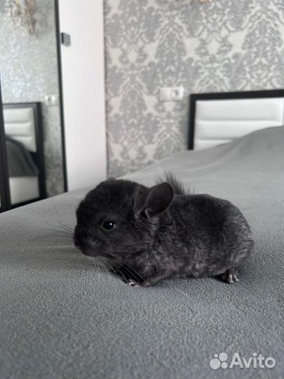 Шиншилла мальчик