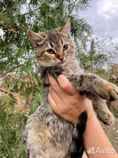 Кошка в дар бесплатно
