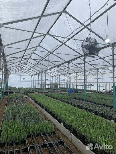 Высокодоходный готовый бизнес. Тепличный комплекс