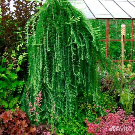 Лиственница на штамбе и без информация в описании