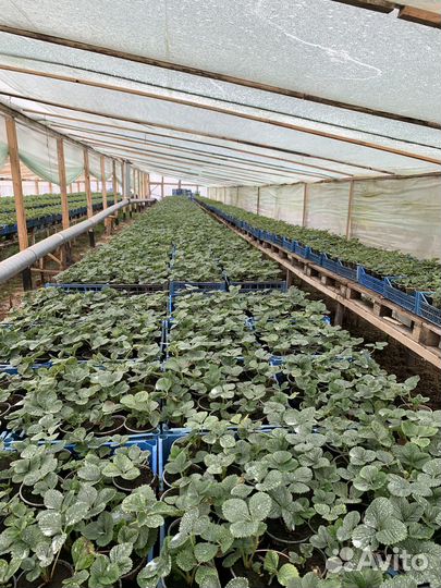 Рассада клубники