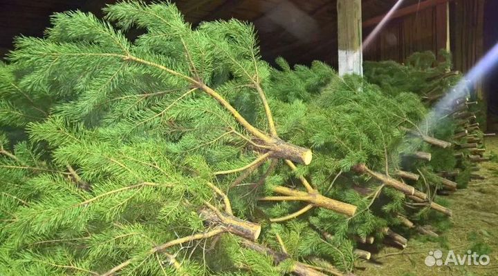 Свежие сосны с доставкой в Севастополь: новогодние