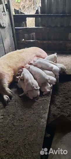 Поросята