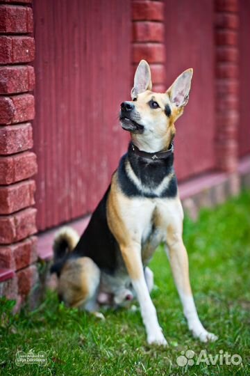 Франт ищет семью, собака в добрые руки