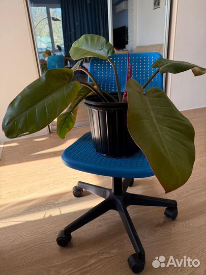 Филодендрон оранжевый принц