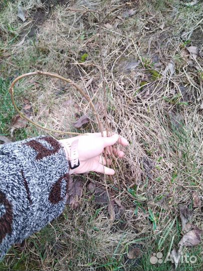 Уличные цветы