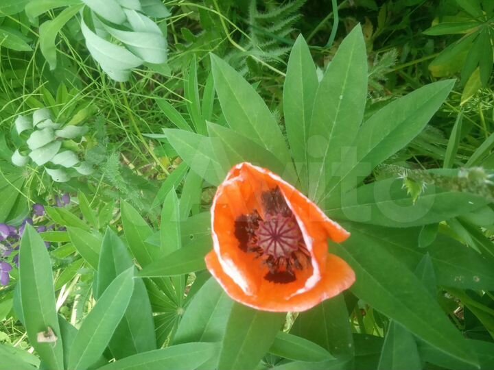 Участок 8 сот. (СНТ, ДНП)