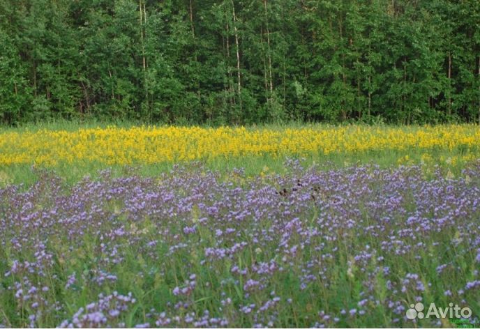 Мёд из Алтая оптом