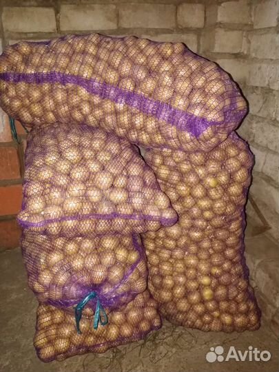 Семенной картофель гала