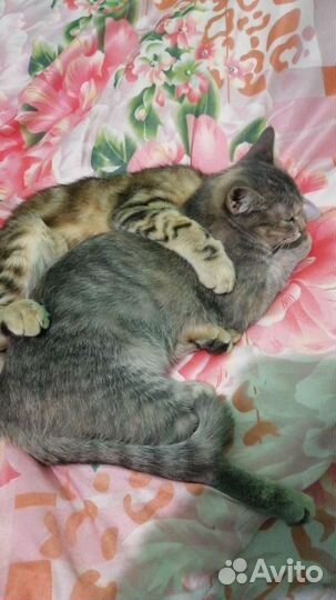 Ласковая Маруся очень ищет дом