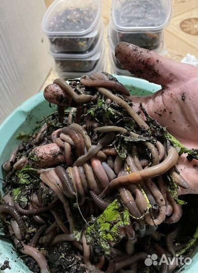 Черви выползки