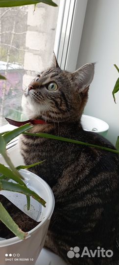 Кошка 1 год 6 мес