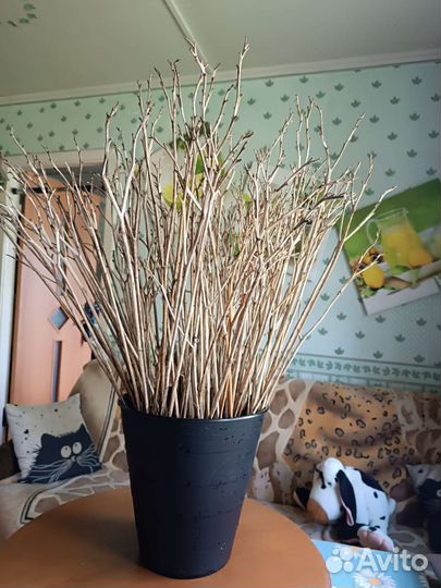 Сушëные стебли для декора