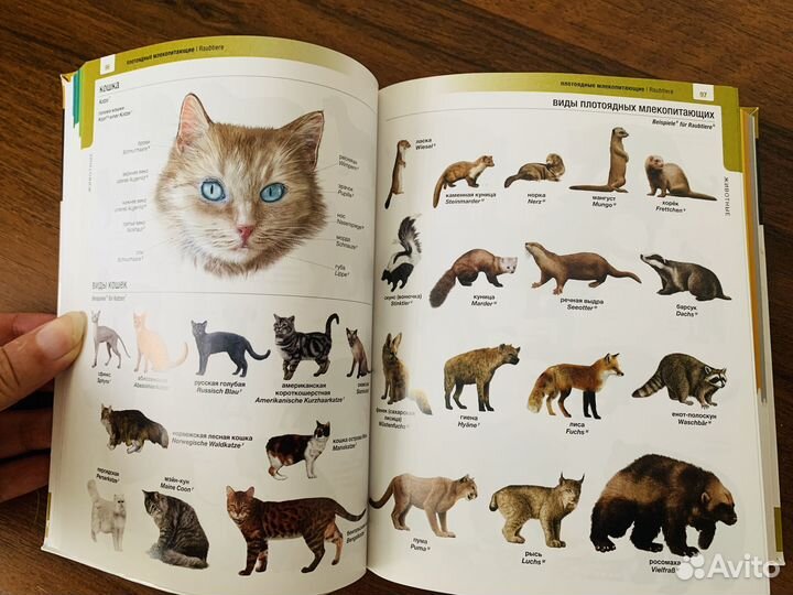 Визуальный словарь немецкого языка