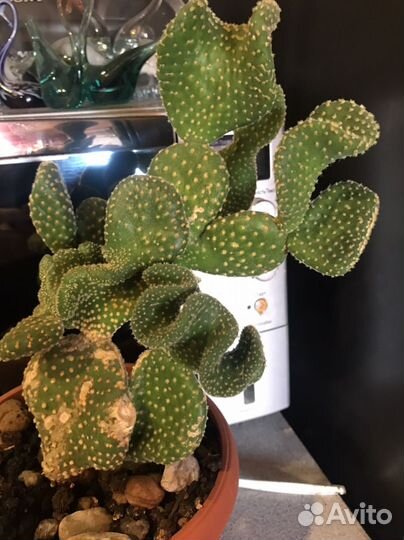 Кактус опунция, отросток