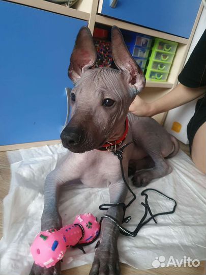 Щенки ксолоитцкуинтли (мексиканская голая собака)