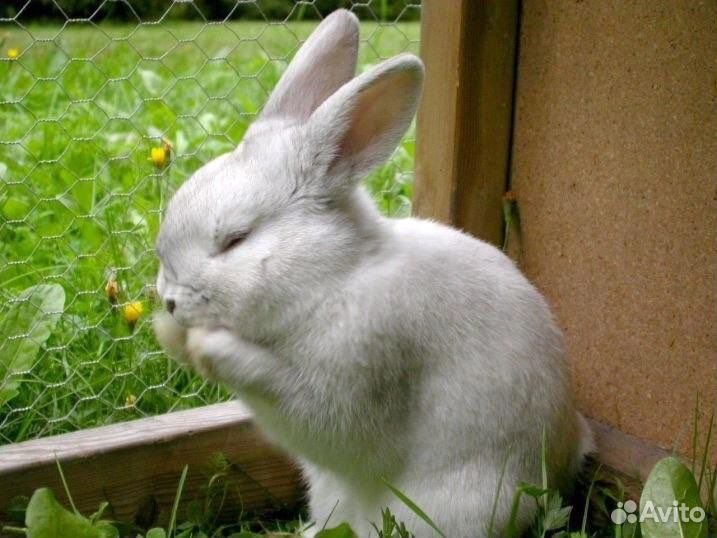 Контанкнтый зоопарк, животные на фотосессии