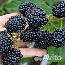 Ежевика без шипов