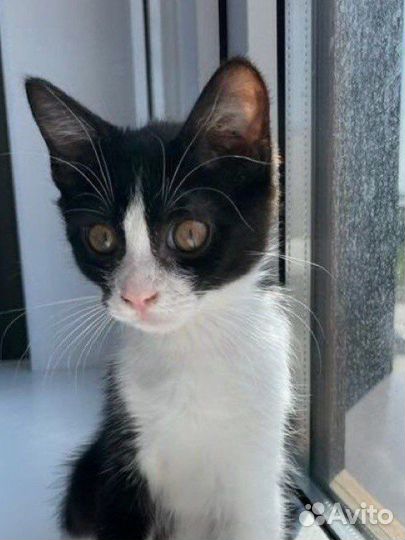 Котенок в добрые руки бесплатно черно-белый