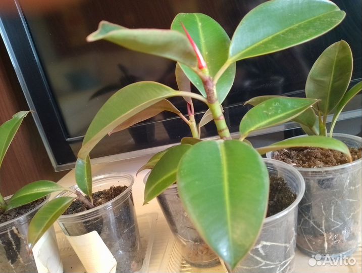 Фикус Эластика Мелани