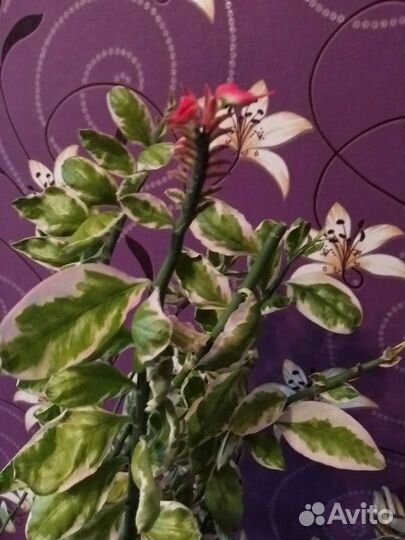 Педилантус