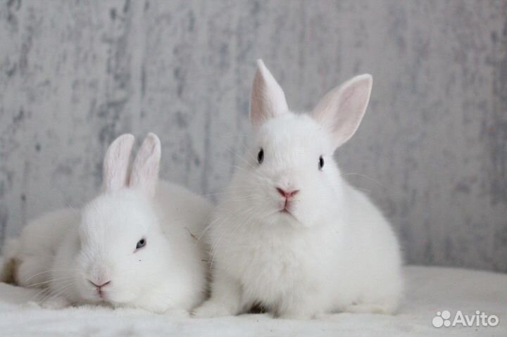 Кролик гермелин мальчик