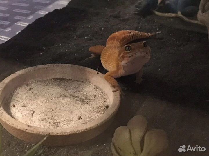 Эублефар super hypo tangerine самка (бронь)