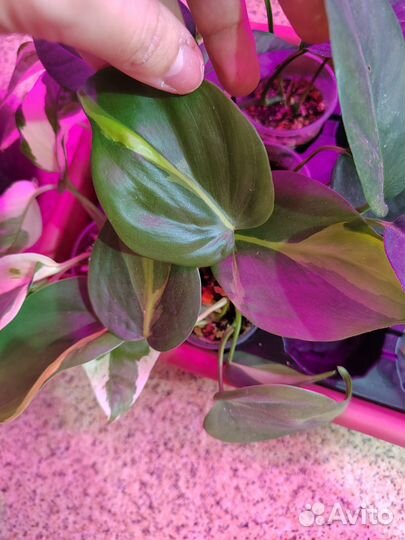 Комнатные растения #1